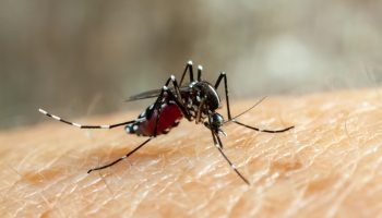Dengue, zika and chikungunya fever mosquito (aedes aegypti) bitting human skin - drinking blood